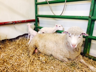 Sheep & babies pic