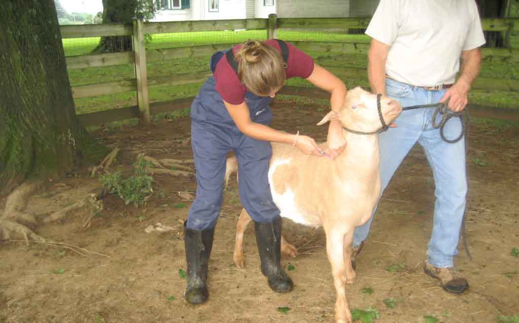 Large Animal Vet | Muddy Creek Veterinary Service